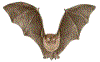 bat