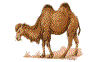 camel