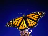 Invertebrate - butterfly