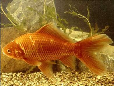 A fish