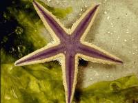 Invertebrate - starfish