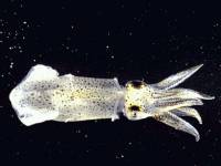 Invertebrate - squid  or cuttlefish