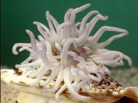 Invertebrate - anenome