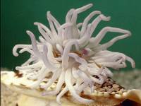 Invertebrate - anenome