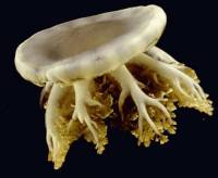 Invertebrate - jellyfish