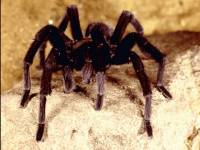 Invertebrate - spider