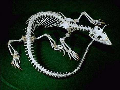 Vertebrates are animals with a backbone