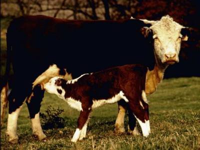 Mammals feed their babies with milk from their own bodies.