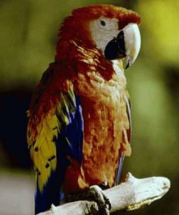 A parrot is a bird