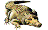 crocodile