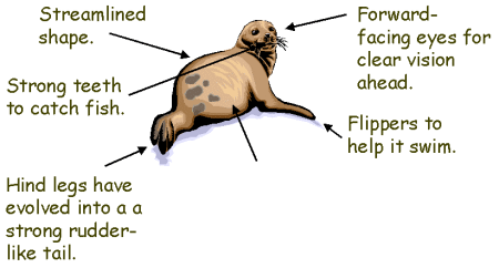 How the seal is adapted to its environment
