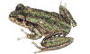 frog