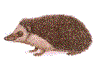 hedgehog