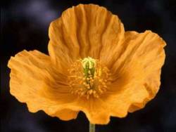 Photo showing the four parts of a flowering plant