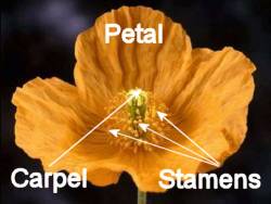 Parts of a flower