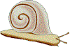 snail