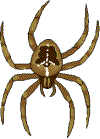 spider