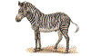 zebra